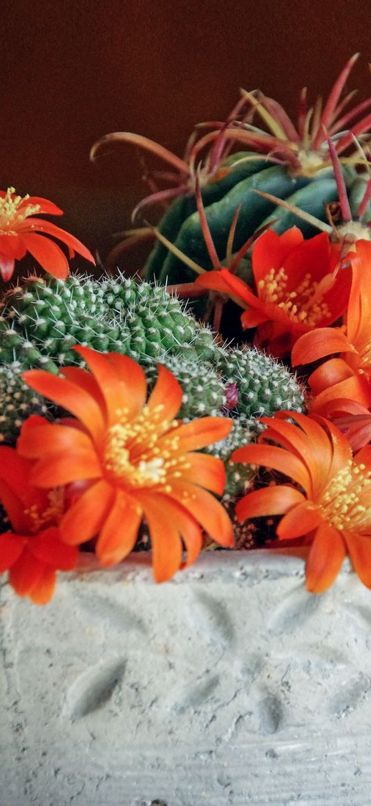 mammillaria, succulents, cactus, houseplant