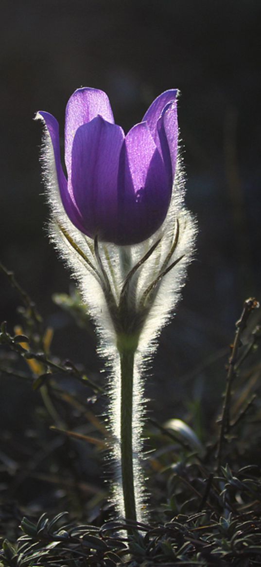 pulsatilla, flower, buttercup, shine