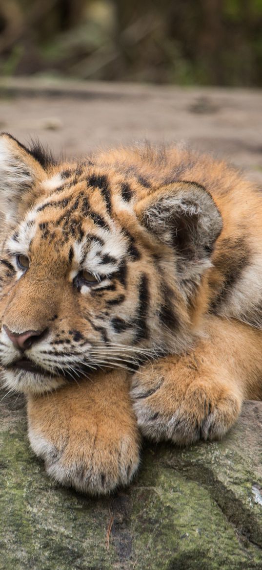 amur tiger, cub, lies, predator, rocks