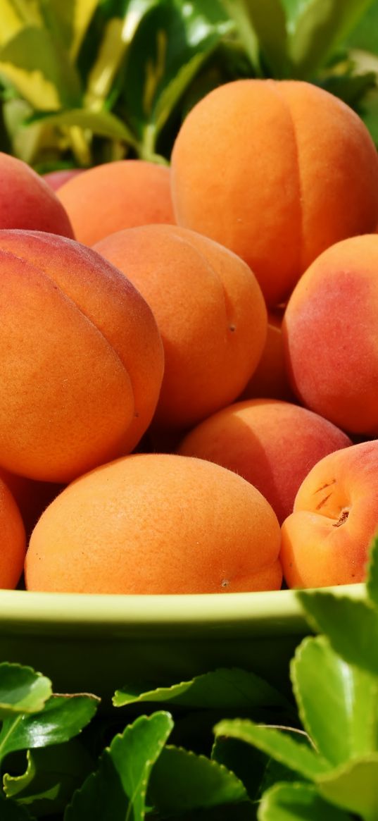 apricot, fruit, plate, leaves