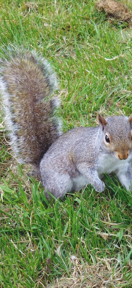 squirrel, grass, walking, playful