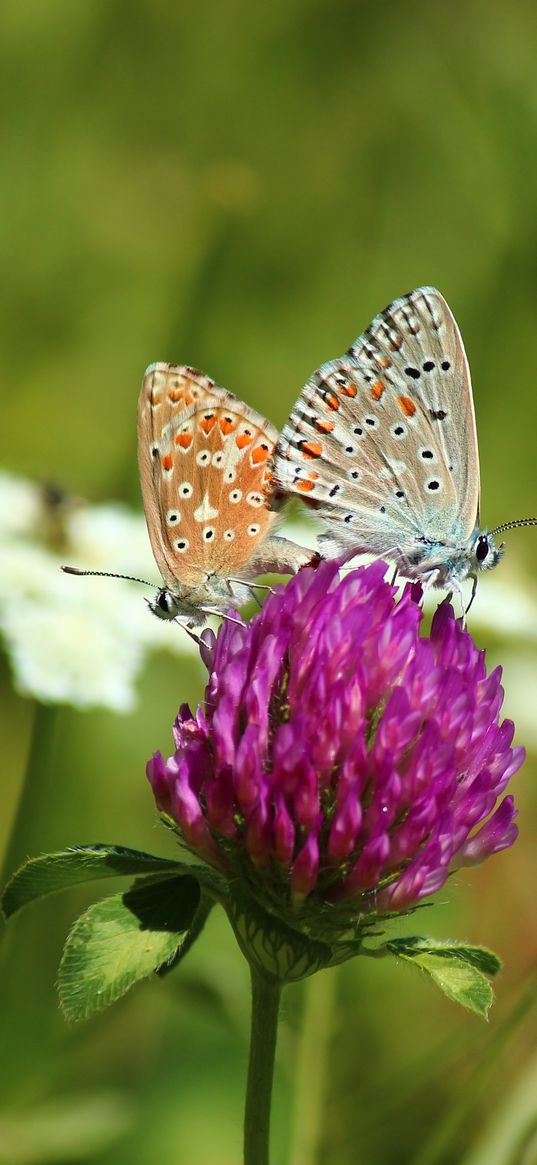 clover, butterfly, bud, grass, blurred