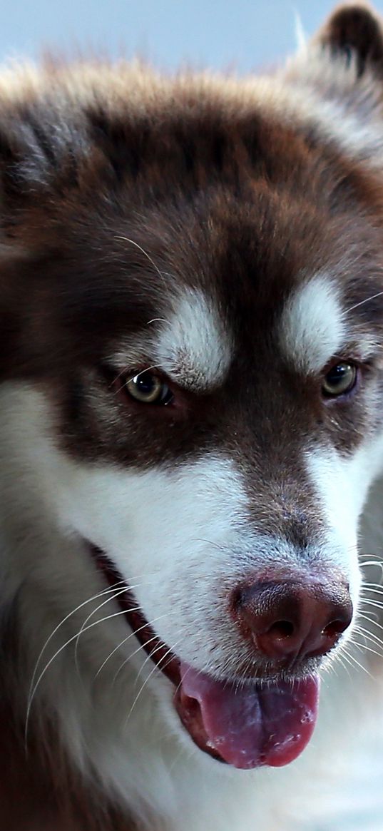 dog, face, eyes, spotted, leash