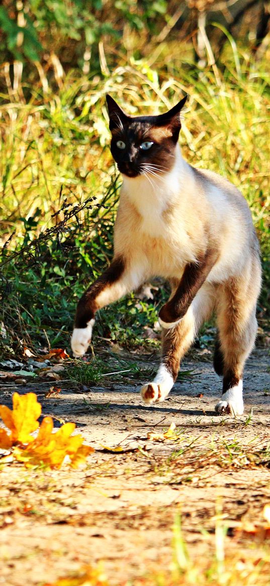 cat, jump, grass, run