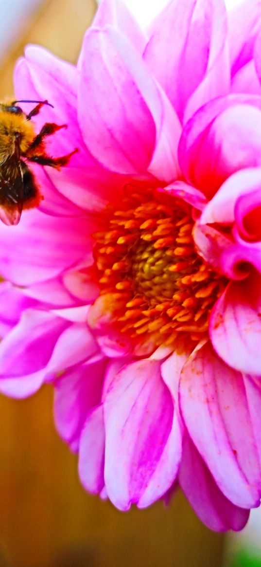 bee, flower, pollination, colorful