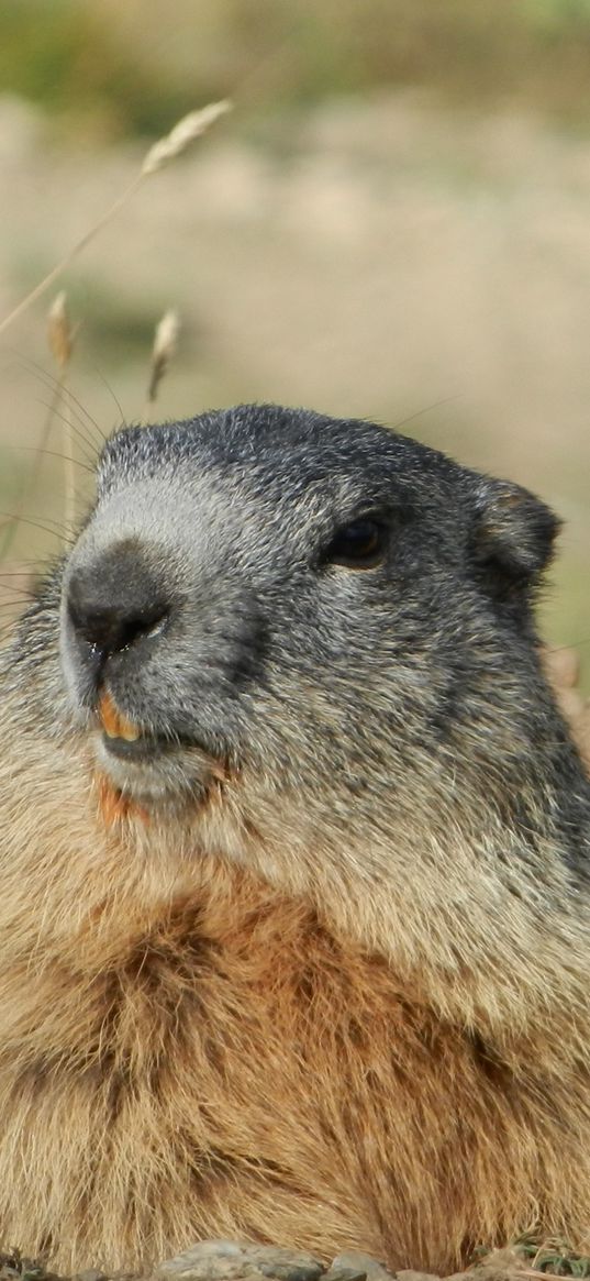 marmot, alps, rodent, muzzle