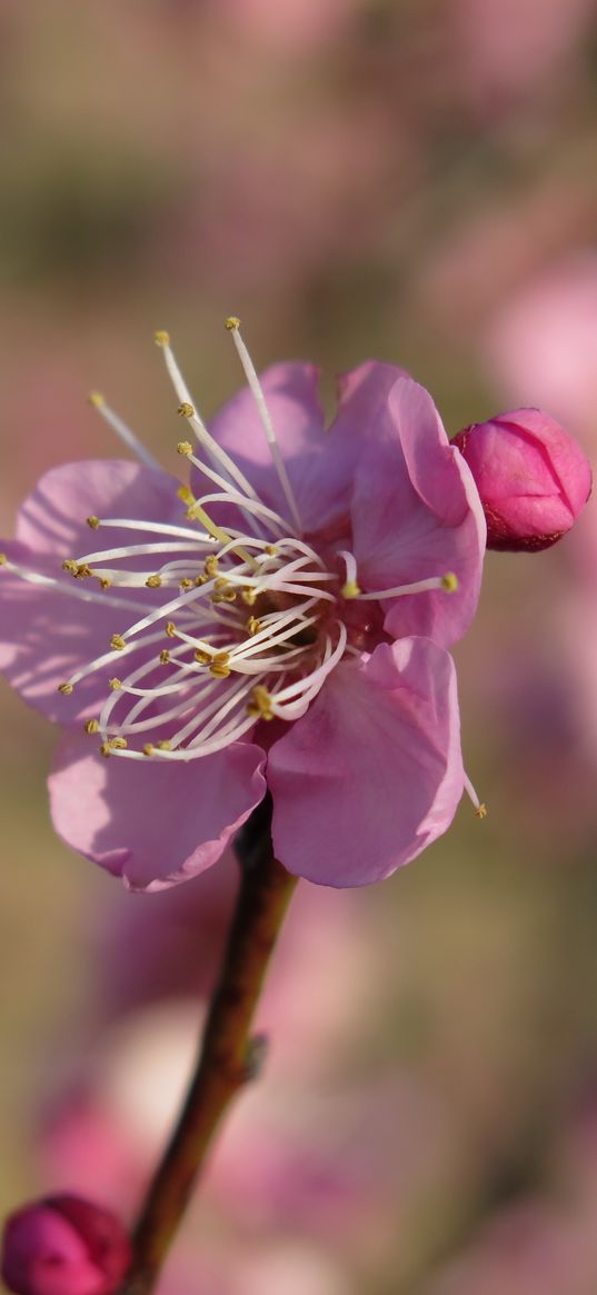 plum, blossom, branch, flower