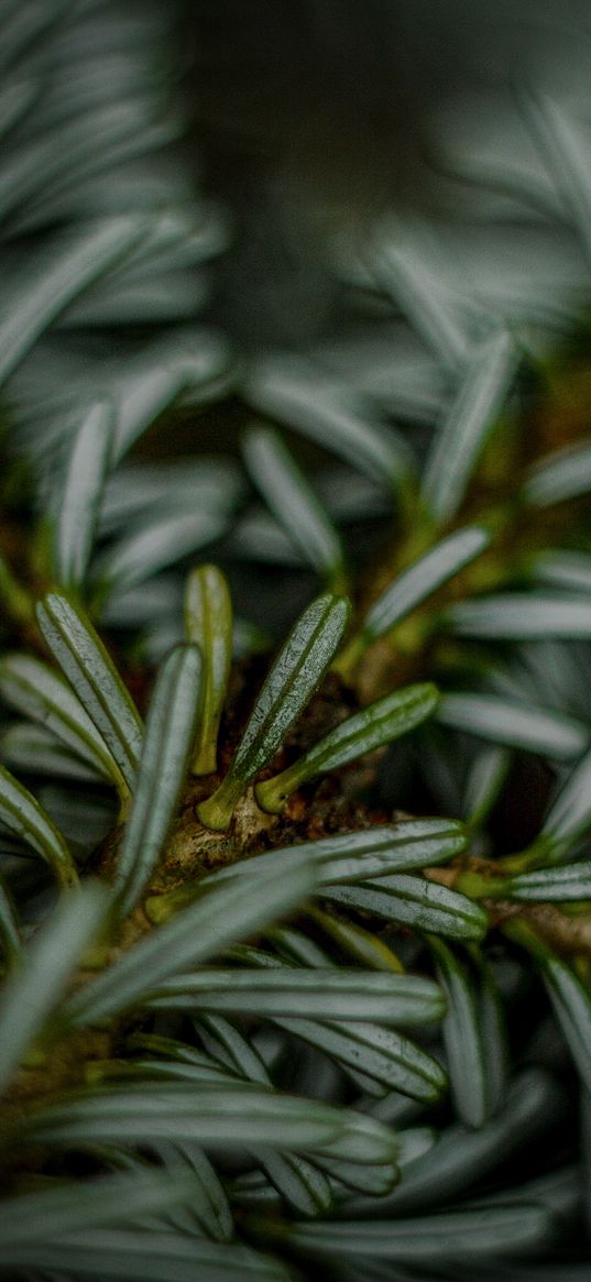 fir, macro, needle, blurred