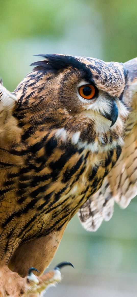 eagle-owl, owl, bird, predator, wings, flapping