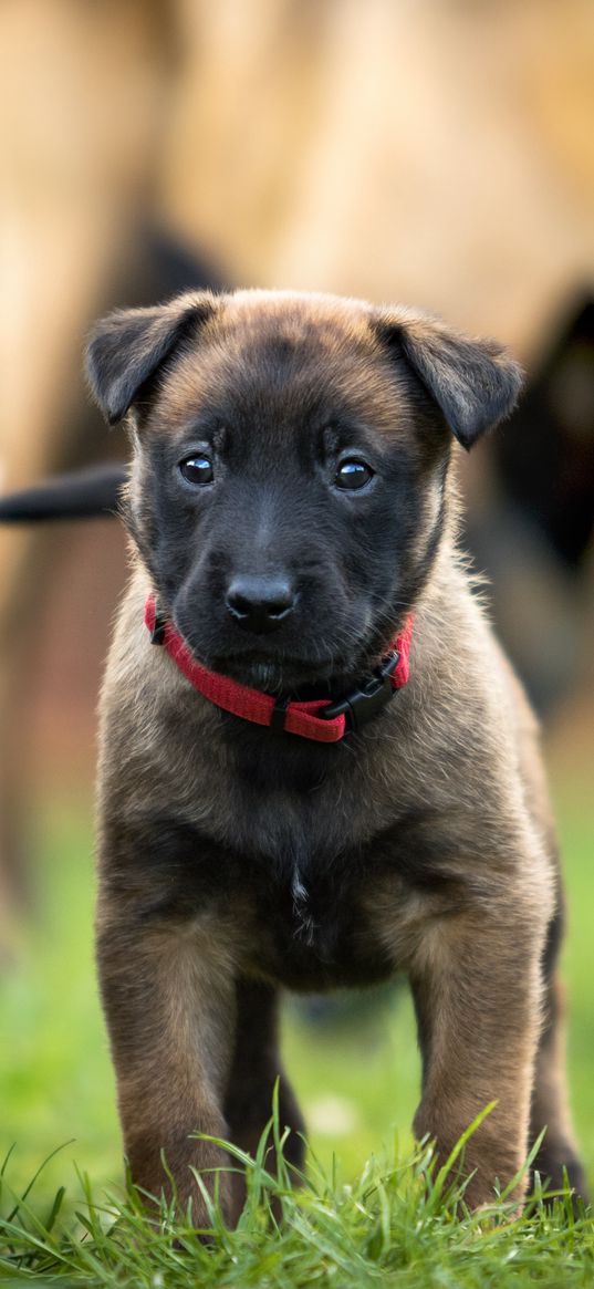 belgian shepherd dog, puppy, dog, walk