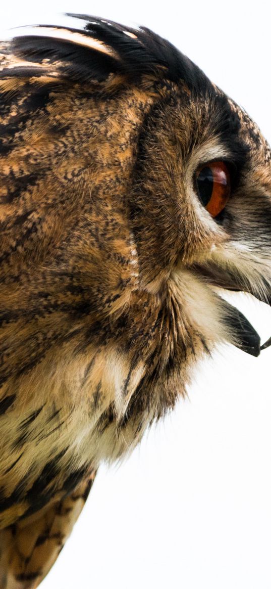 owl, eagle-owl, beak, bird, predator, profile