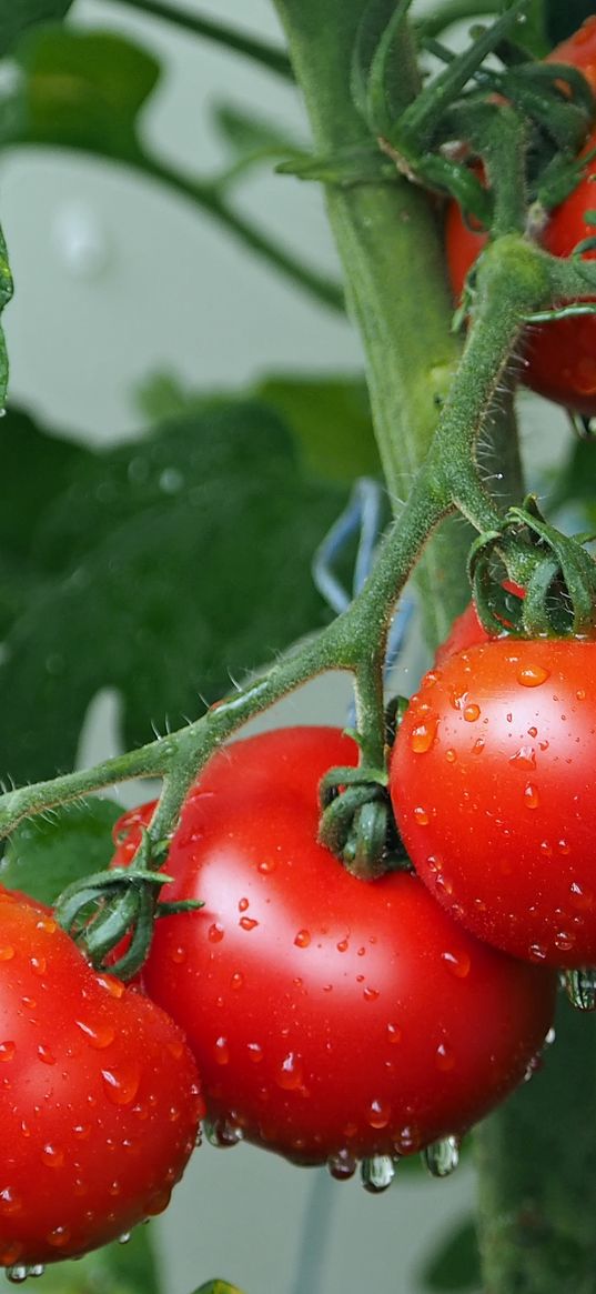 tomatoes, branch, drops, harvest