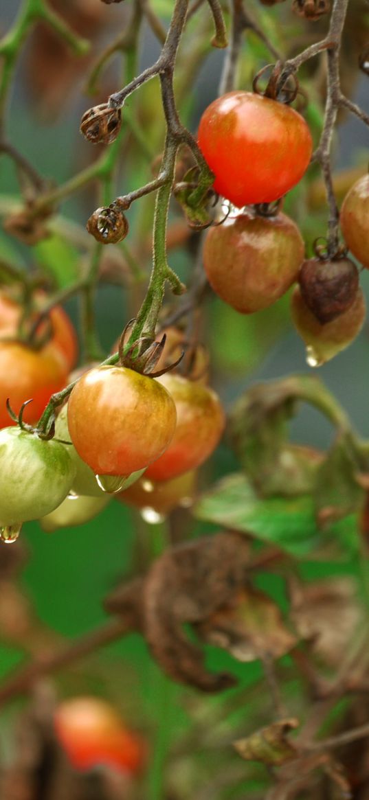 tomatoes, twigs, vegetables, drops