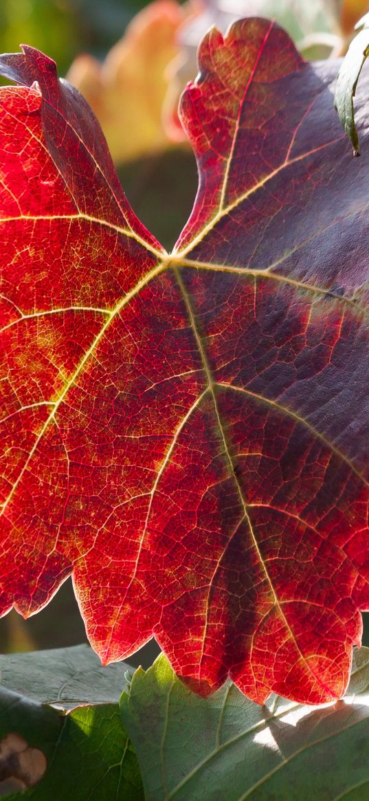 leaf, autumn, vines, branches