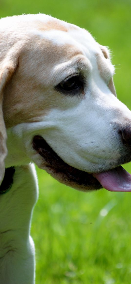 beagle, dog, face, tongue, walk