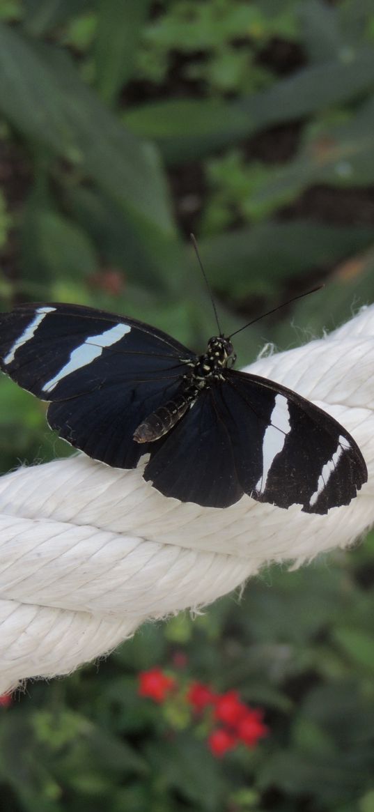 butterfly, cable, plants, weaving, rope