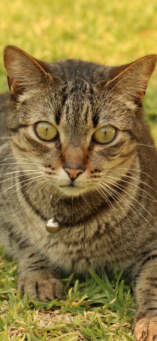 cat, tabby, grass, lying, sleighbell, collar