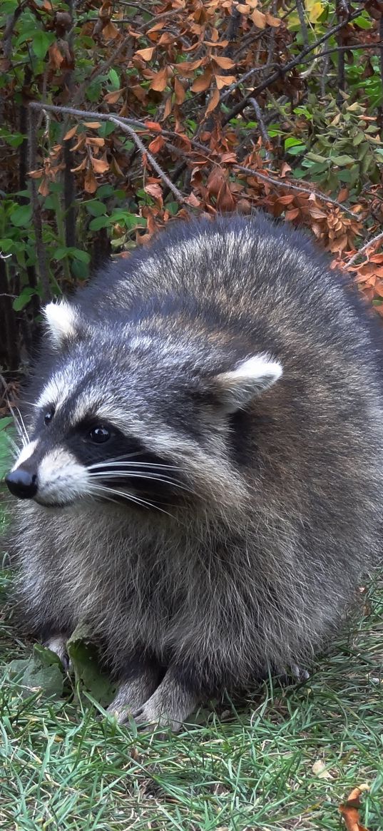 raccoon, forest, grass, walk