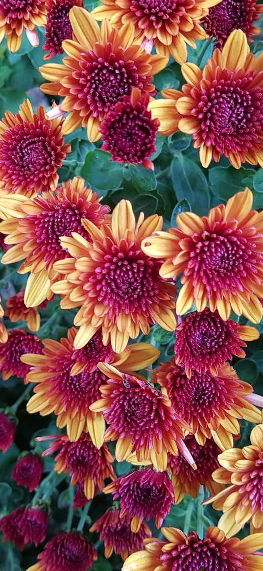 chrysanthemums, flowers, twigs, buds