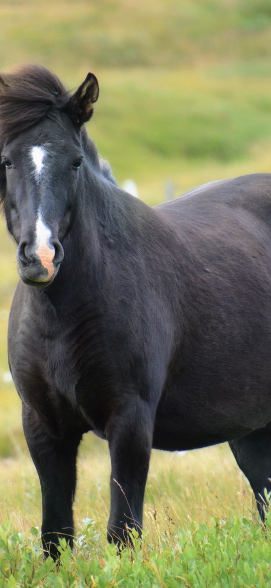 iceland horse, mare, field