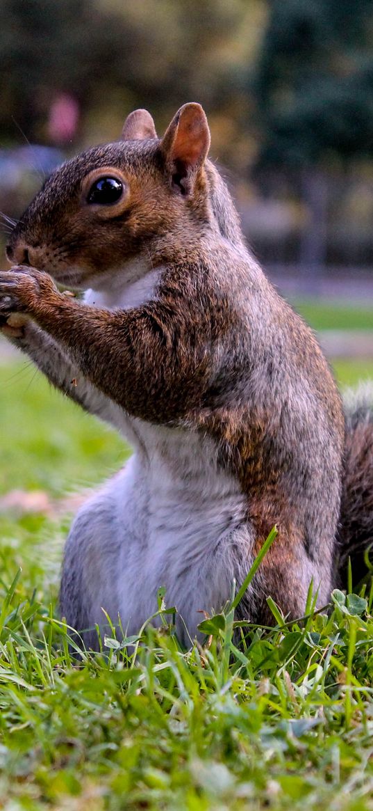 squirrel, grass, food, sit