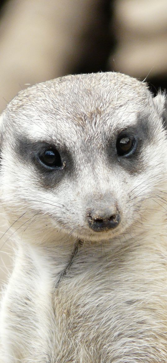 meerkat, muzzle, eyes