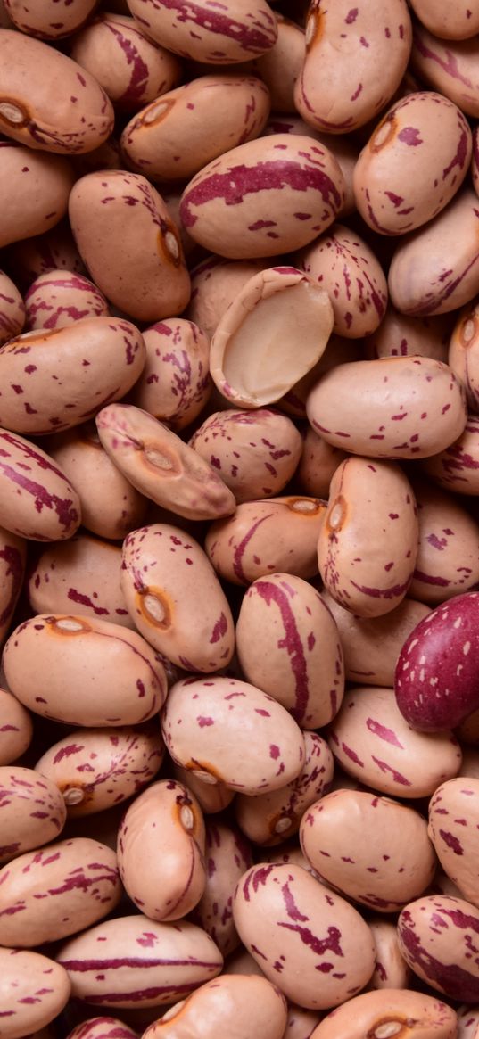 kidney beans, beans, seeds