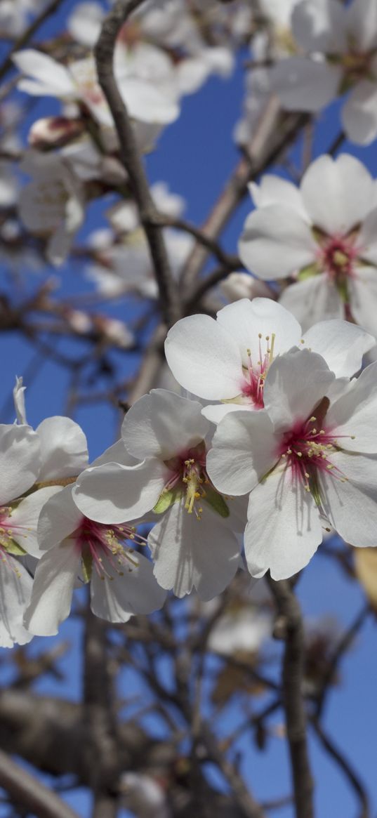 flowers, blossoming, almond tree, spring