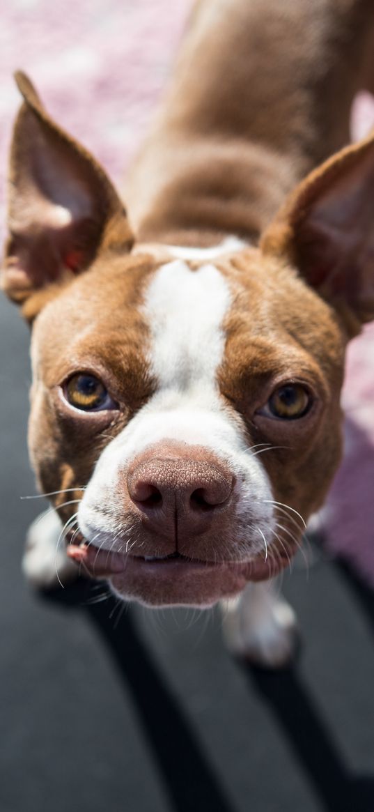 boston terrier, dog, puppy, muzzle