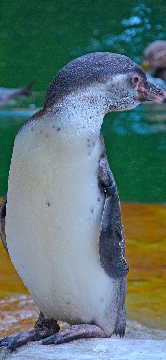 penguin, bird, cub, water, zoo