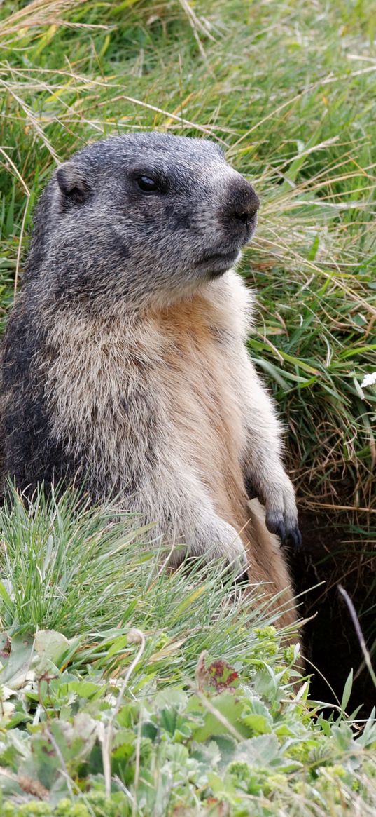 marmot, grass, stand, care