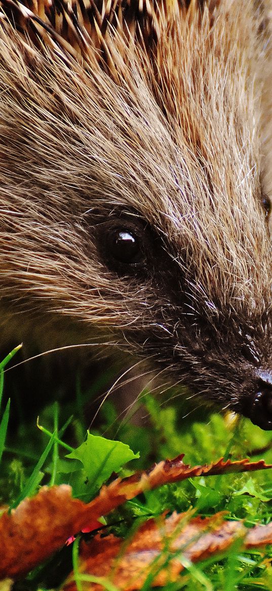 hedgehog, muzzle, spikes, leaves