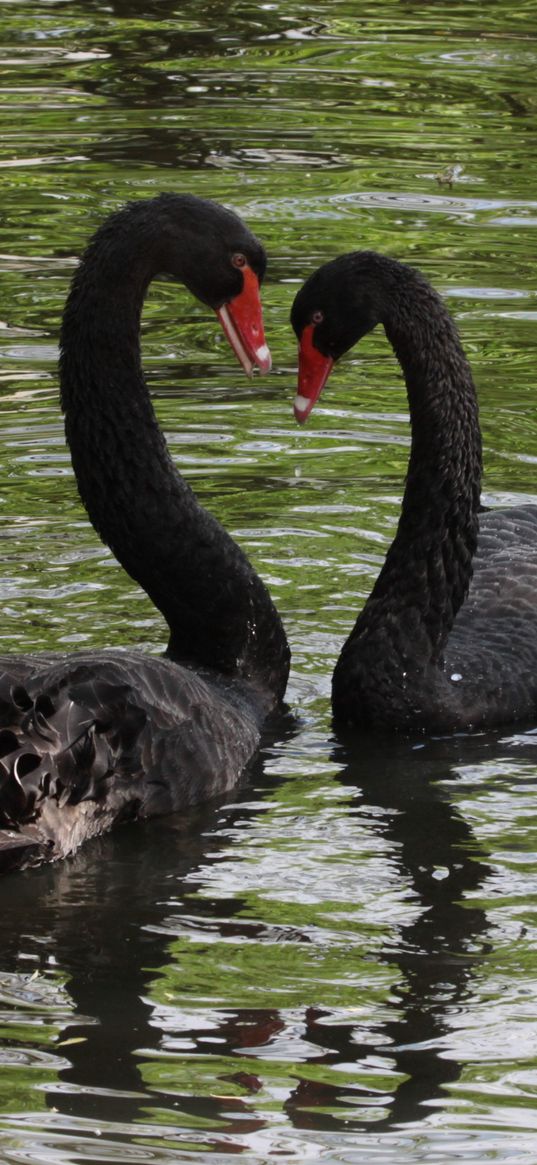 swans, birds, pair, reflection