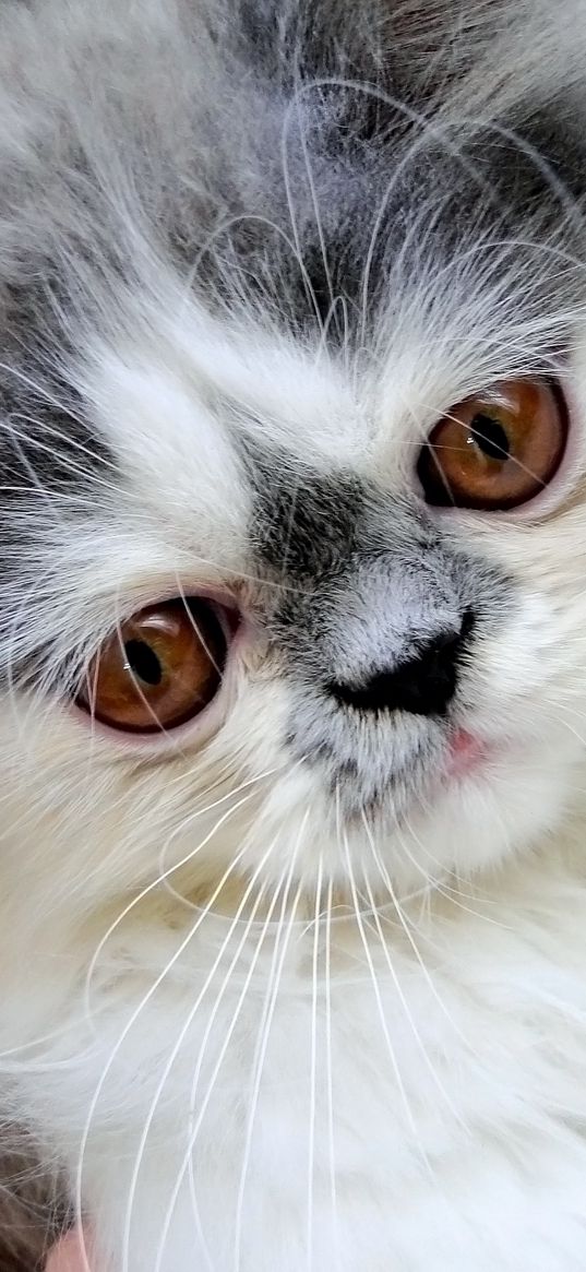 persian cat, face, fluffy, cute