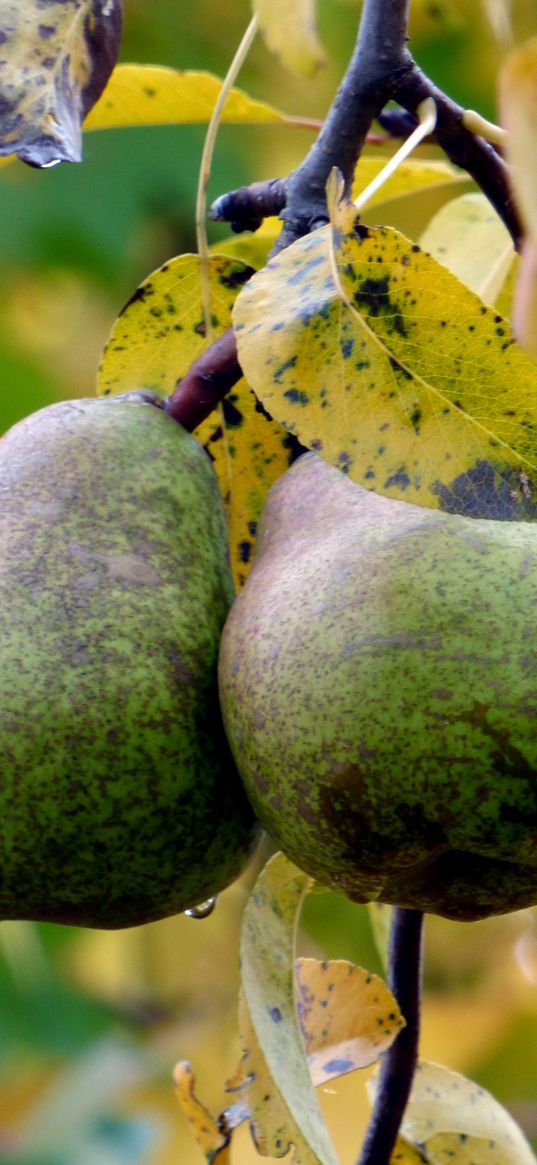 pear, pair, twigs, straw, autumn