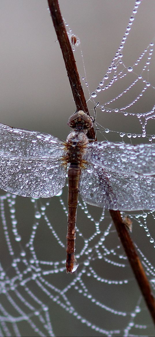 dragonfly, spider web, ice, drops