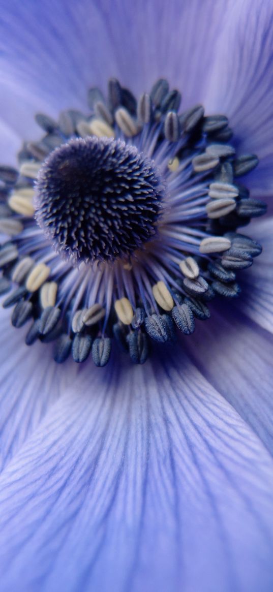 flower, close up, petals, pollen