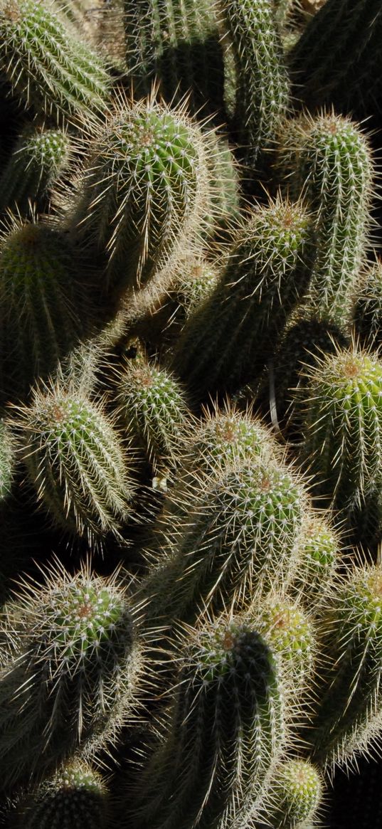 cactus, plants, spines