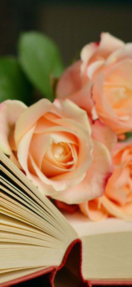 book, roses, bouquet, reading