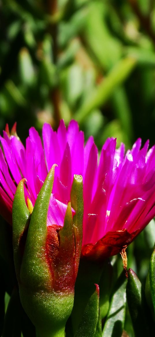 flower, macro, plant, herb