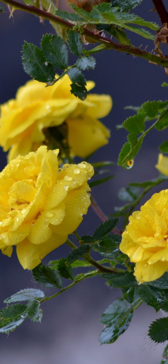 flowers, roses, branch, drops, yellow roses