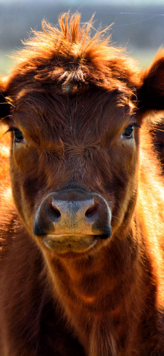 cow, face, color, pasture