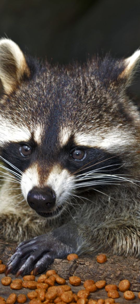 raccoon, face, food, view