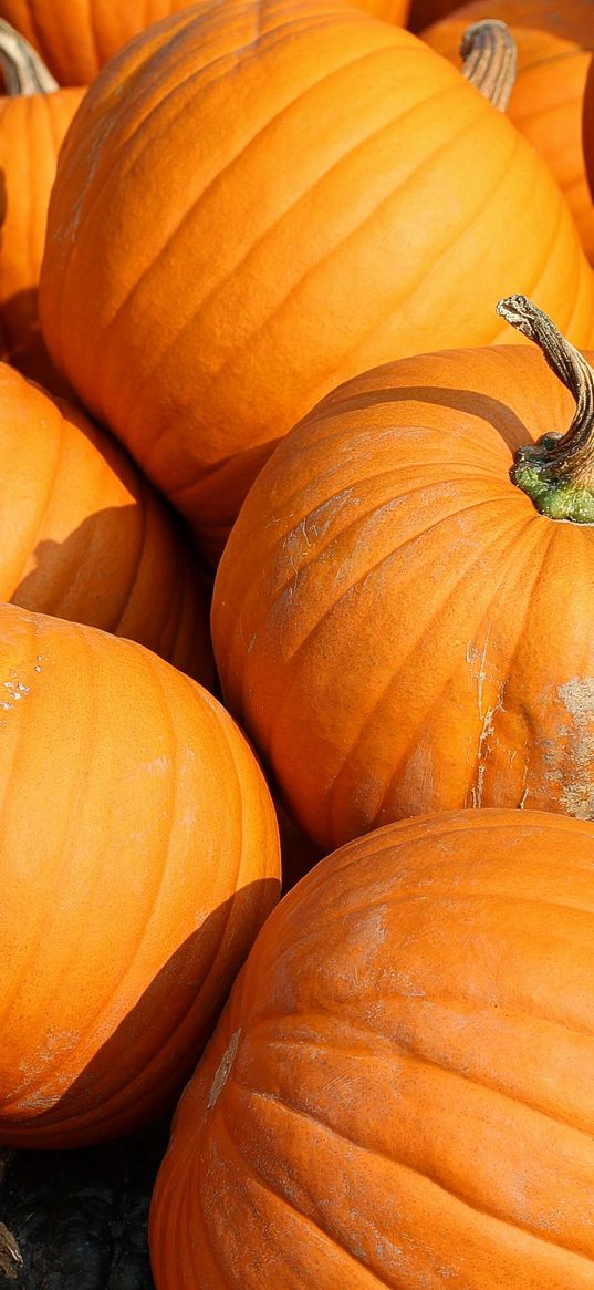 pumpkin, vegetable, autumn