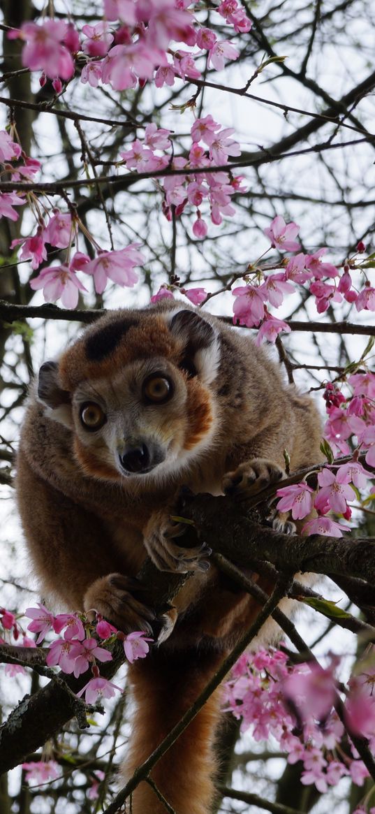 monkey, tree, zoo