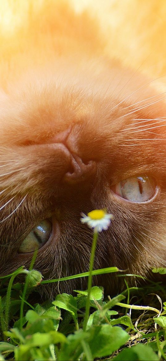 british shorthair, cat, grass, muzzle, lying, playful