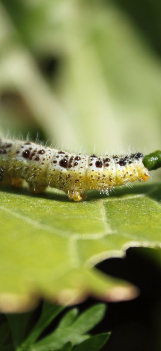 caterpillar, insect, leaf