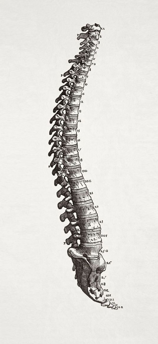 spine, bone, figures