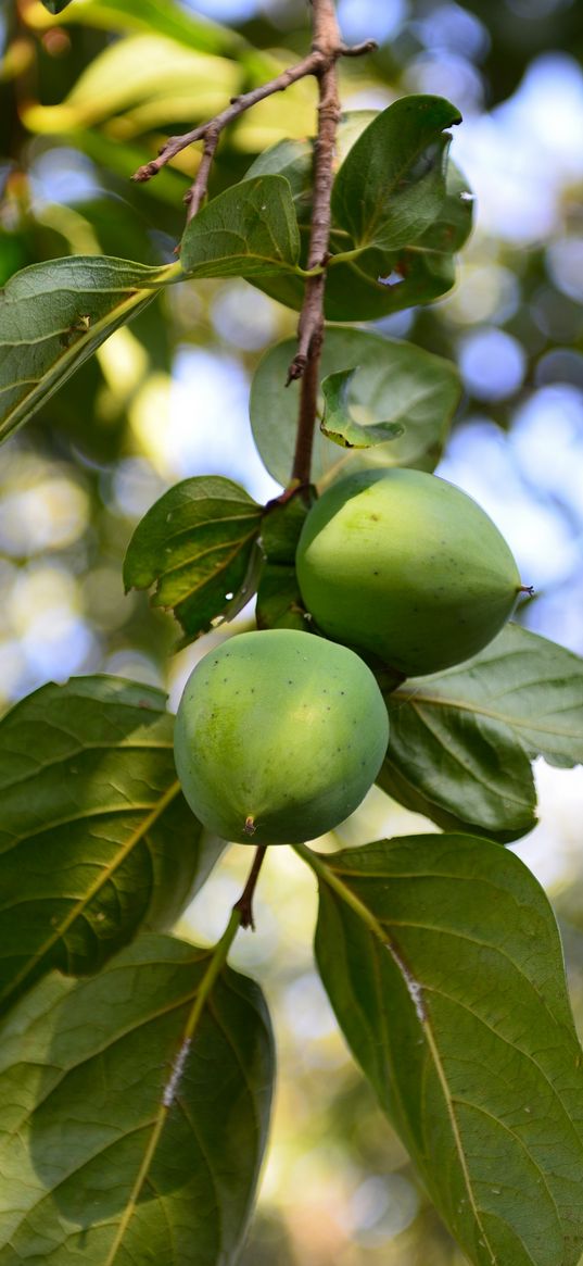 persimmon, branch, fruit