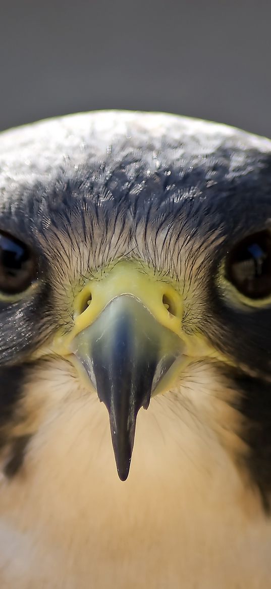 peregrine falcon, bird, head, beak